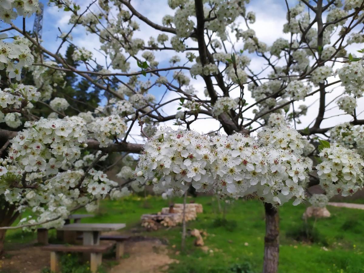 Apartament Cozy Garden Jerozolima Zewnętrze zdjęcie